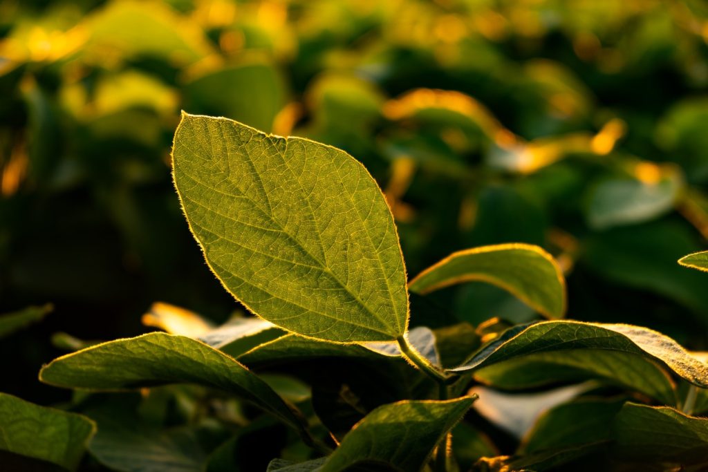 Closeup of green leaves of soybean plant