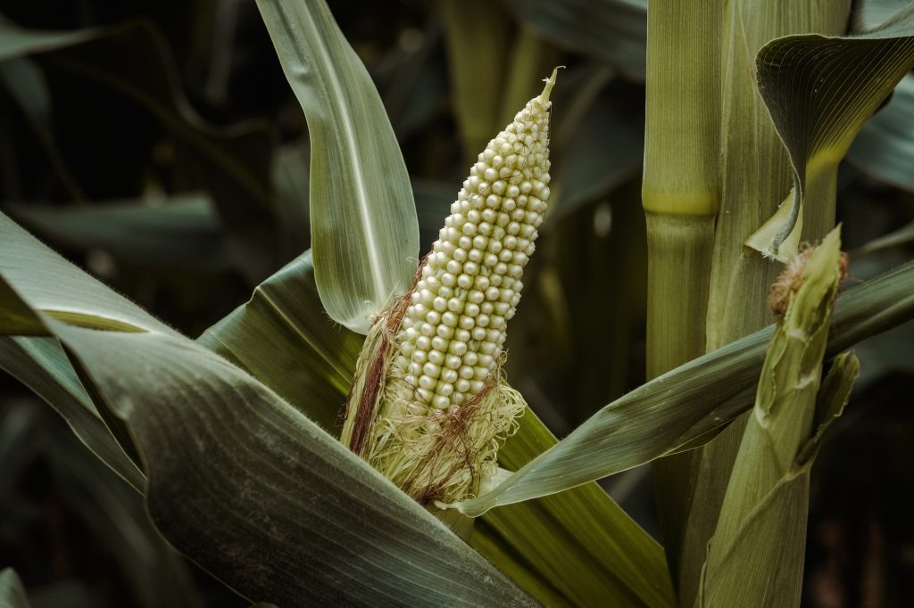 Green ear of corn growing in farm field