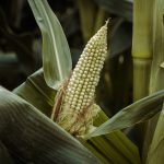 Green ear of corn growing in farm field