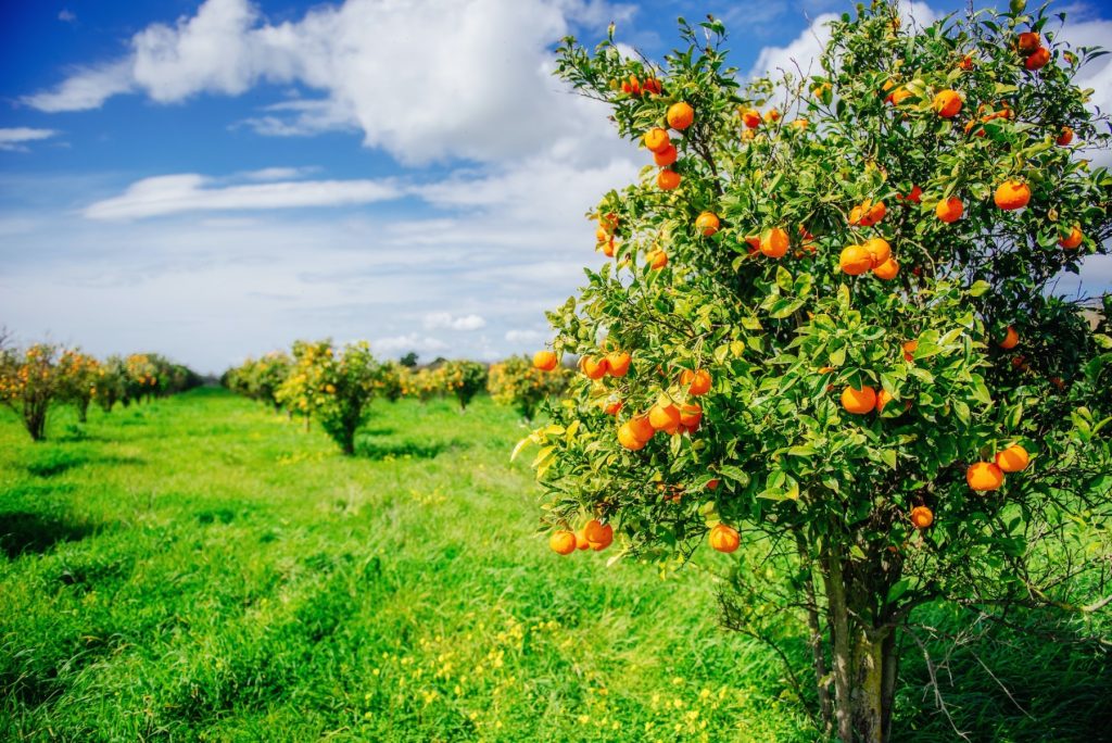 orange trees plantations