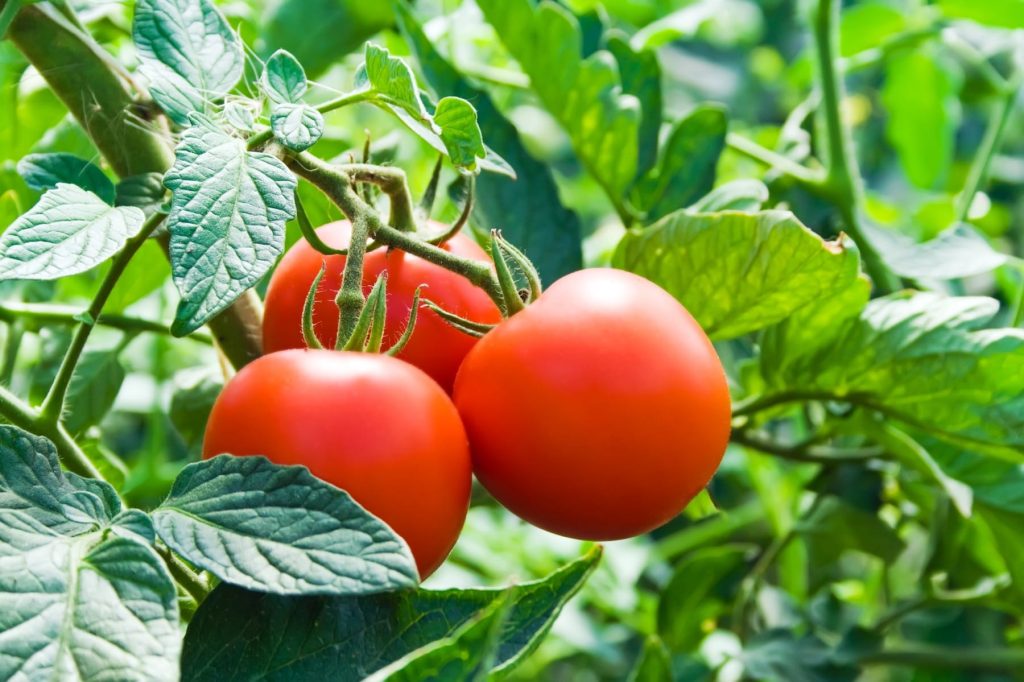 TRC Ag Chem Tomatoes for front page